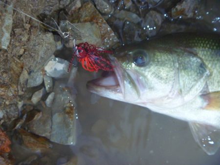 チャターベイトで