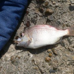 チャリ子釣れた。