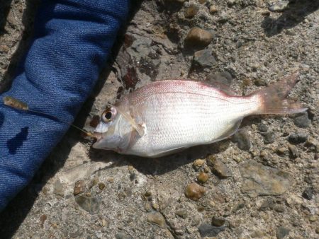 チャリ子釣れた。