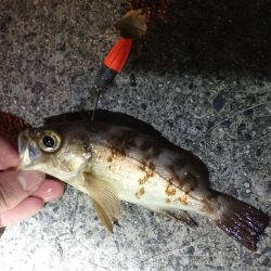 カレイ（投げ釣り）
