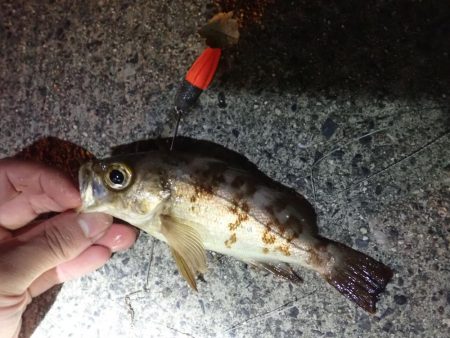カレイ（投げ釣り）