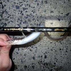 アナゴ（投げ釣り）