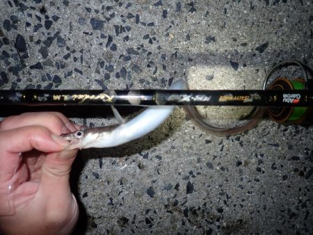 アナゴ（投げ釣り）