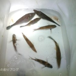 タチウオのウキ釣り