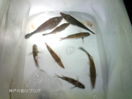 タチウオのウキ釣り