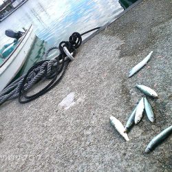 タチウオ・アオリイカ・マイワシ