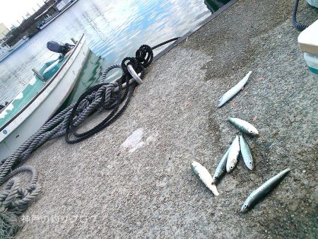 タチウオ・アオリイカ・マイワシ