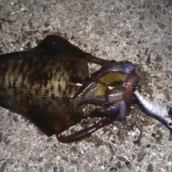 エギングと浮き釣り