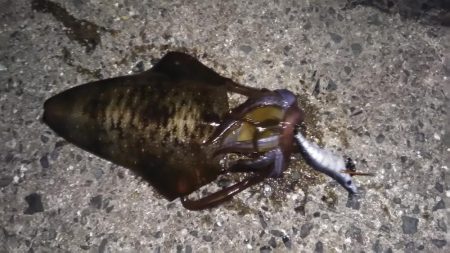 エギングと浮き釣り