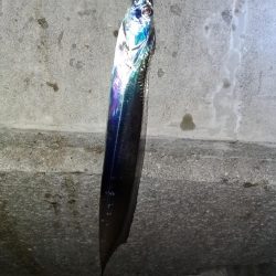 早朝太刀魚からのサビキ、のませ釣り