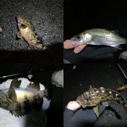 南港フェリーヘチ釣り(何気に五目釣り達成!? 真チヌ、キビレ、ガシラ、メバル、ミニシーバス 釣果w)