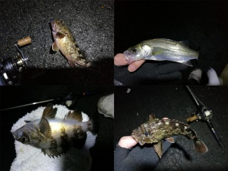 南港フェリーヘチ釣り(何気に五目釣り達成!? 真チヌ、キビレ、ガシラ、メバル、ミニシーバス 釣果w)