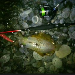 石津浜海岸 エギング