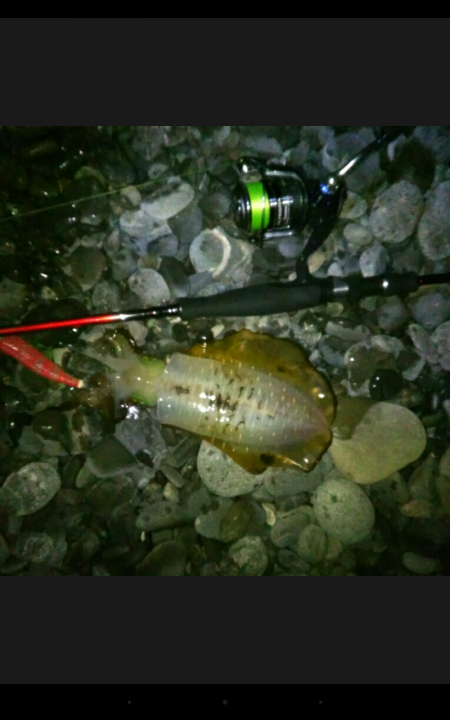 石津浜海岸 エギング