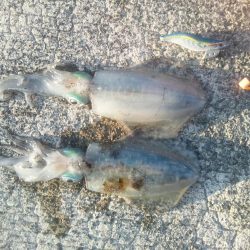 台風後のアオリ調査