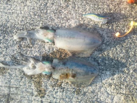 台風後のアオリ調査