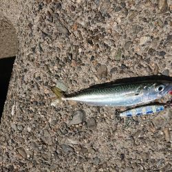 ライトショアジギング