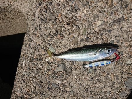 ライトショアジギング