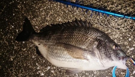 夕練シーバス狙い