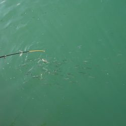 マイワシは餌なしでオッケー