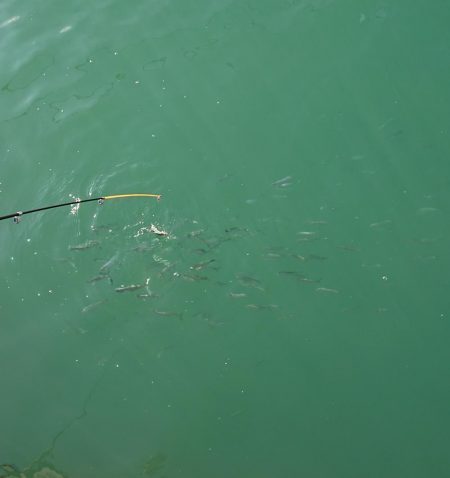 マイワシは餌なしでオッケー