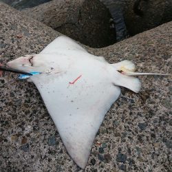 予想外の大物が…