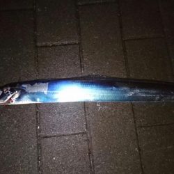 雨の合間、中潮タチウオ釣行