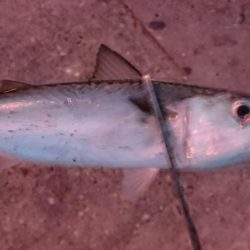 タチウオ1週間コンプリート