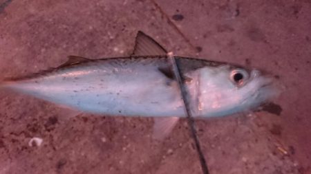 タチウオ1週間コンプリート