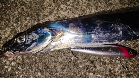 夕練、シーバスからのタチウオハンティング！…