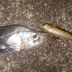 渋かった夕練シーバス