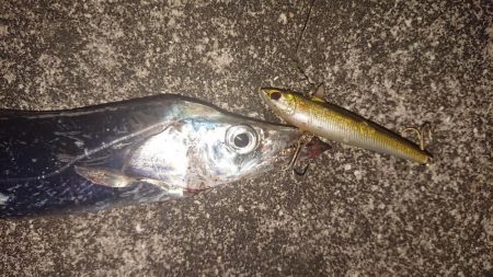 渋かった夕練シーバス