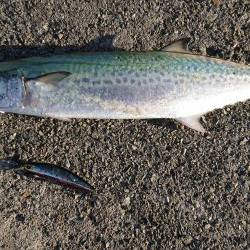 サゴシさ～ん♪