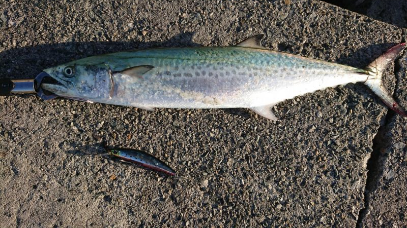 サゴシさ～ん♪