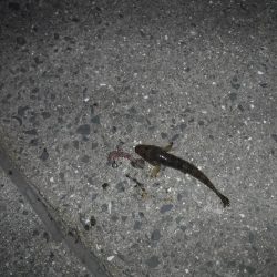 虫ヘッドで五目釣り