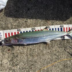 なんとかサゴシ釣れました