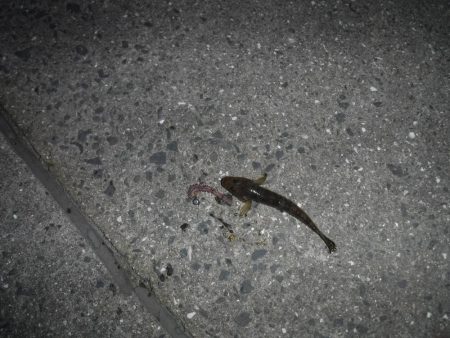 虫ヘッドで五目釣り