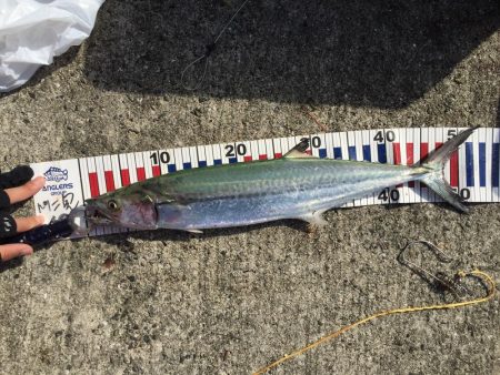 なんとかサゴシ釣れました