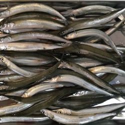 武庫川尻でサーフトローリング＆サヨリ釣り