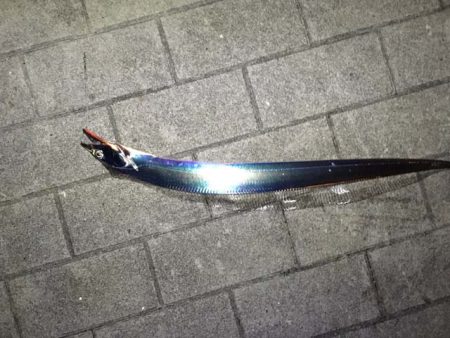 大阪南港・シーサイドコスモでタチウオ釣り