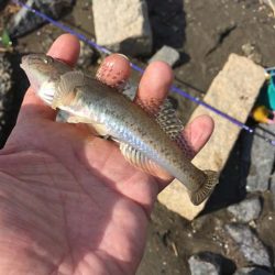 淀川・海老江のハゼ釣り