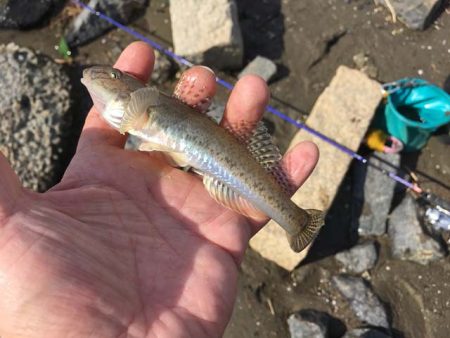 淀川・海老江のハゼ釣り