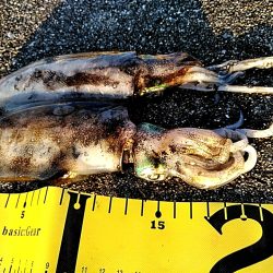 台風明けて・・・・・