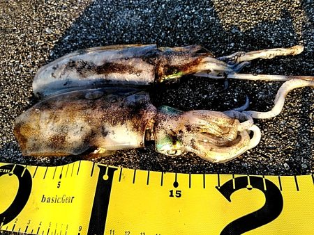 台風明けて・・・・・