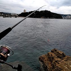 アオリイカ少し大きくなってきました!!