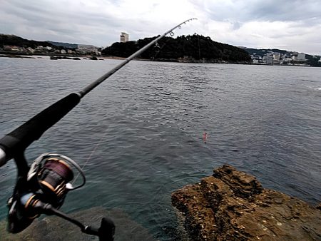 アオリイカ少し大きくなってきました!!