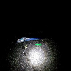 太刀魚釣れました(#^^#)