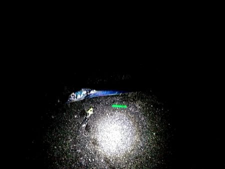 太刀魚釣れました(#^^#)