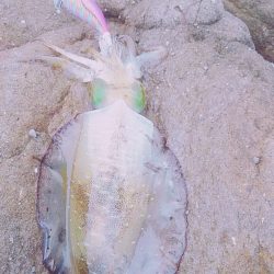 まだまだ小さい