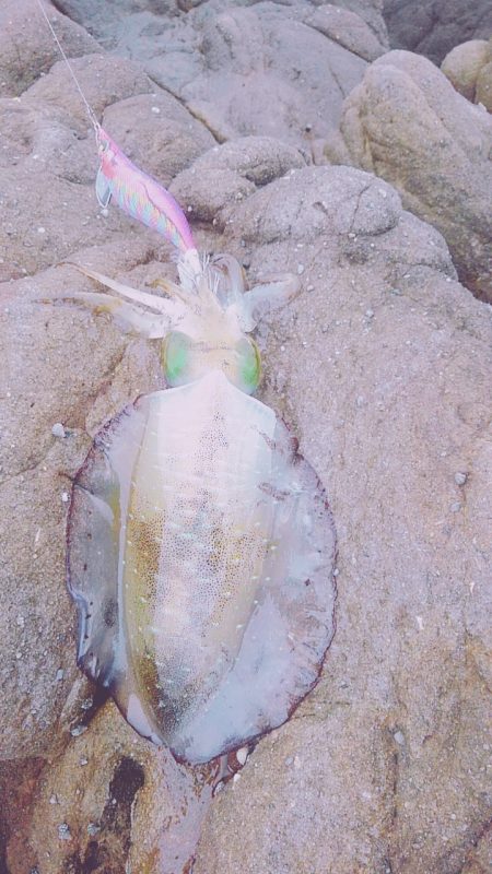 まだまだ小さい